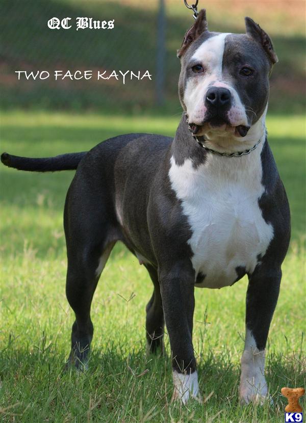american pit bull puppy posted by QC Blues